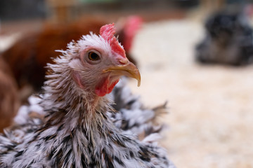 white chicken with black spots on the farm