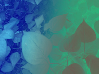 foliage © neurostructure