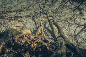 Fototapeta na wymiar Big tree with roots