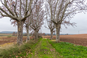 Straight road on green grass surrounded by large trees