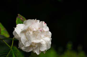 6月の紫陽花、鎌倉にて