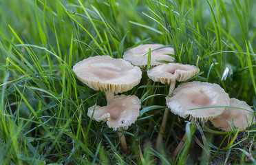 horizontal image with detail of a group of mushrooms in a garden