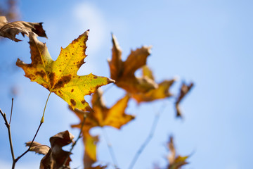horizontal image of a yellow autumn leaf with blue sky in the background