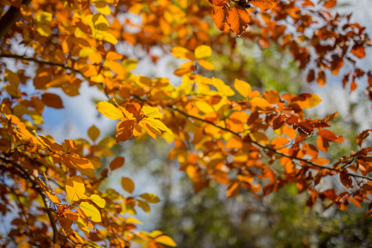 horizontal image with detail of branches with many yellow colored leaves photographed in the autumn month