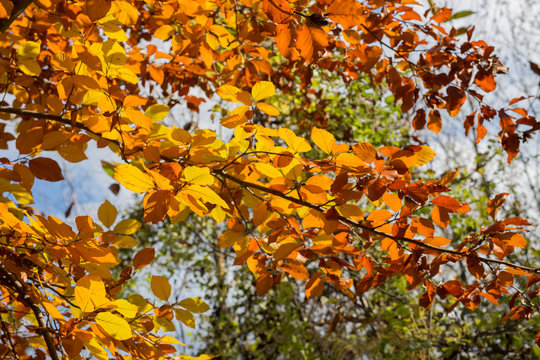 horizontal image with detail of branches with many yellow colored leaves photographed in the autumn month