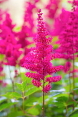 Obraz premium Group of colorful flowering astilbe flowers