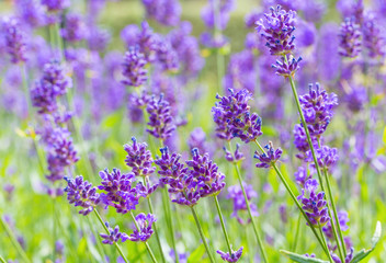 Many blooming purple flowers of lavender outside