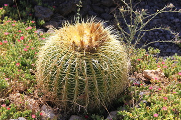 Kaktus