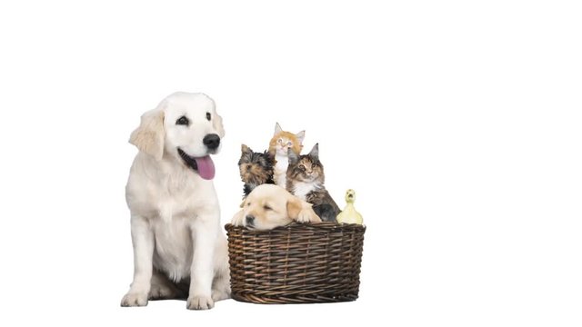 Golden retriever and pets on basket