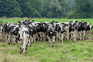 Troupeau de vaches laitières de race Holstein