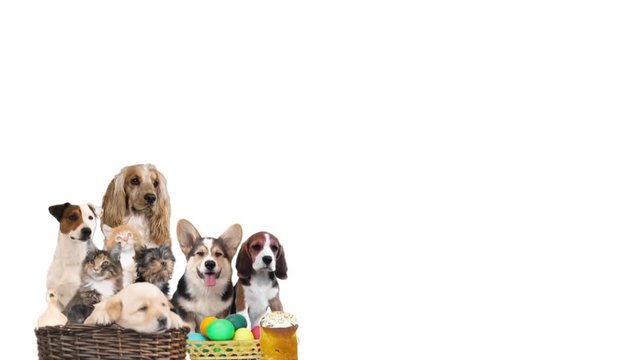 pets and easter on white background