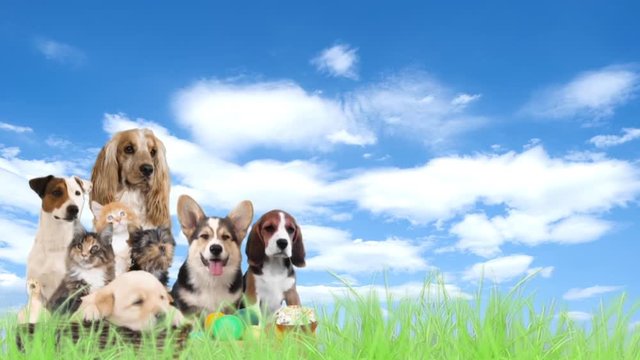 pets and easter 