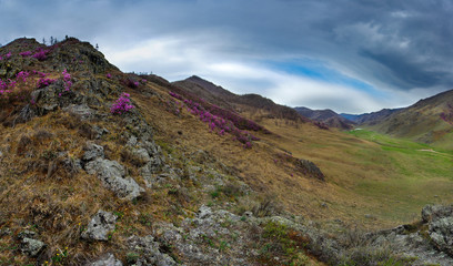 Russia. Mountain Altai. Chuyskiy tract in the period of the flowering of Maralnik (Rhododendron).
