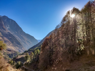 Green forest in the morning. Trekking trail of Manaslu Conservation Area in Nepal. yellow trees