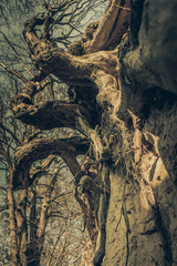 Big tree with roots