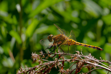 Libellen Dragonflys Damselfys