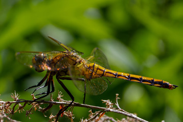 Libellen Dragonflys Damselfys