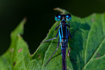 Libellen Dragonflys Damselfys