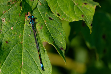 Libellen Dragonflys Damselfys