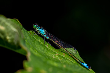 Libellen Dragonflys Damselfys