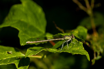 Libellen Dragonflys Damselfys