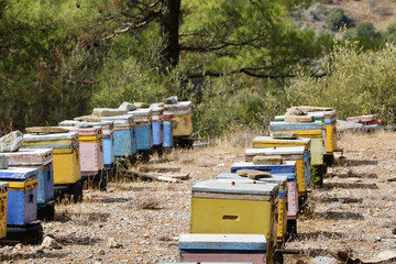 Bienenkisten auf Kreta