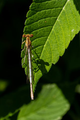 Libellen Dragonflys Damselfys