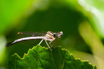 Libellen Dragonflys Damselfys