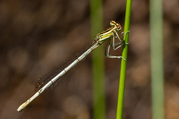 Libellen Dragonflys Damselfys
