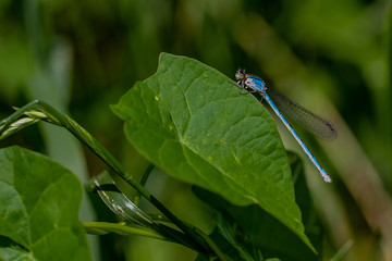 Libellen Dragonflys Damselfys