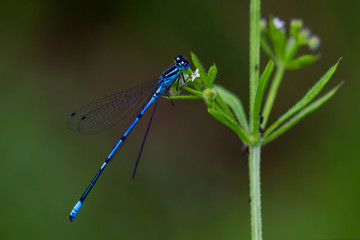 DRAGON and Damselflys