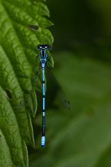 DRAGON and Damselflys