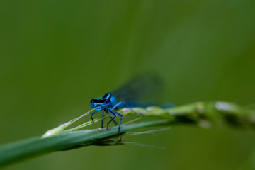 DRAGON and Damselflys