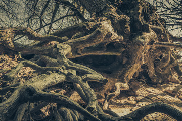 Big tree with roots