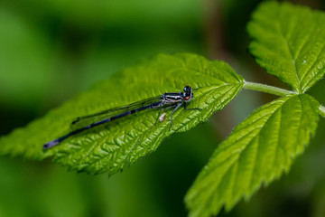 DRAGON and Damselflys
