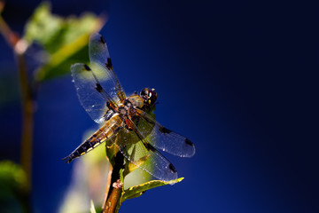 DRAGON and Damselflys