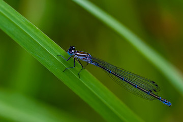 DRAGON and Damselflys