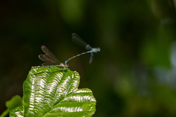 DRAGON and Damselflys