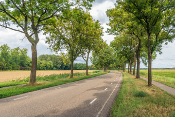 Curved asphalt road with tall trees on both sides