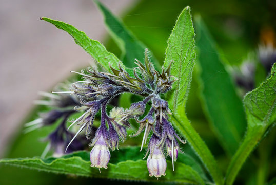 Fleurs des champs
