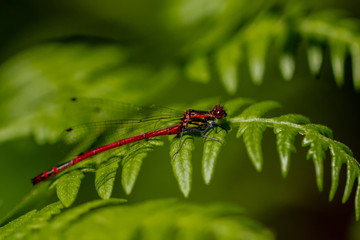 DRAGON and Damselflys