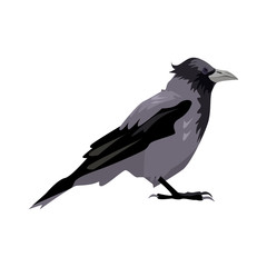 Black and gray craw illustration. Bird, black, gray, wings. Nature life concept. Vector illustration can be used for topics like nature, animal world, encyclopedia