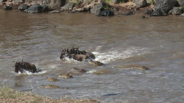 A line of crocodiles watches as wildebeests crosses mara river.mov