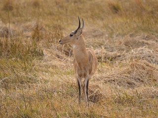 Naklejka na ściany i meble Antelope standing on grassland