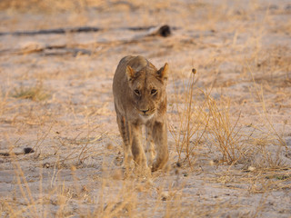 Lioness walking in sunset