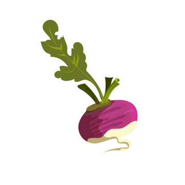 Purple reddish illustration. Vegetable, ground, growth, food. Farming concept. Vector illustration can be used for topics like garden, kitchen, cooking