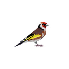 Thrush bird illustration. Bird, red, wings,  feather. Nature life concept. Vector illustration can be used for topics like nature, animal world, encyclopedia