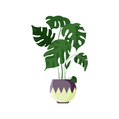 Tropical monstera illustration. Plant, leaf, pot. Home decoration concept. Vector illustration can be used for topics like design, interior, natural decorations