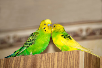 two wavy parrots are sitting on the closet