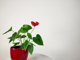 blooming flower with red pot and copy space
